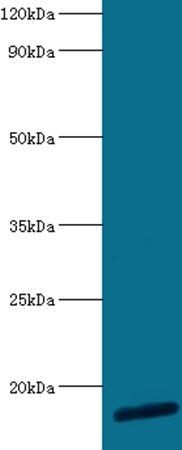 60S ribosomal protein L30 antibody