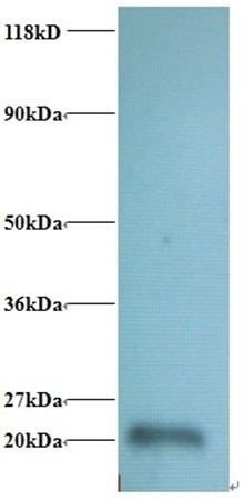 60S ribosomal protein L36a-like antibody (HRP)