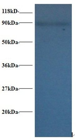 60S ribosomal protein L38 antibody