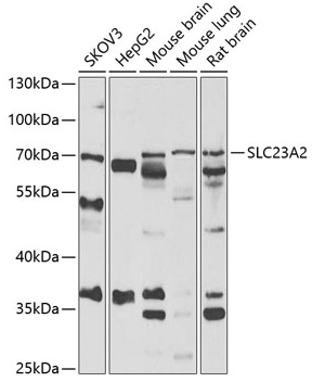SLC23A2 antibody