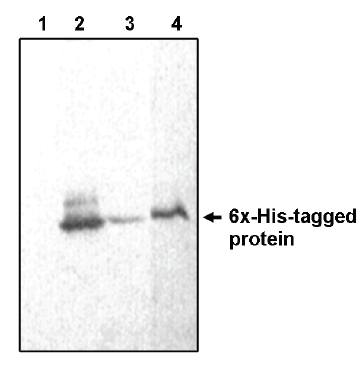 6x-His Tag antibody
