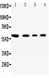 SynCAM/CADM1 Antibody