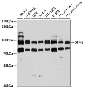 GFM2 antibody