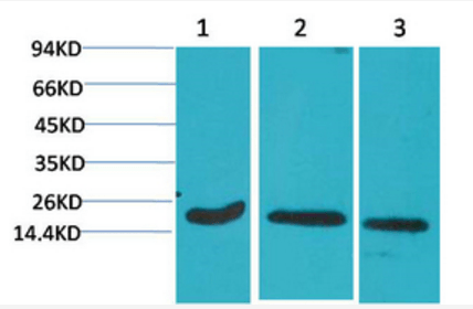 Active Caspase-3 Monoclonal Antibody