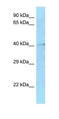 8430410A17Rik antibody