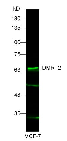 DMRT2 antibody