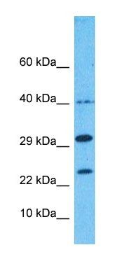 8ODP antibody