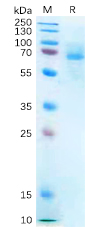 Human P2RX7 Protein, hFc Tag