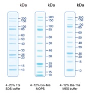 UNveil Unstained Protein Ladder