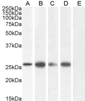 Goat anti-GJB2 / Connexin 26 Antibody