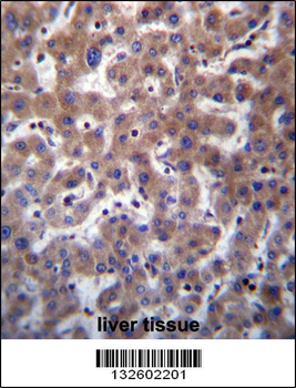 TMBIM1 Antibody (N-term)