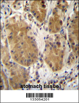 PCDHB5 Antibody (Center)