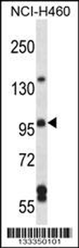 SGEF Antibody (Center)
