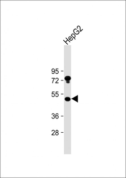 USP27X Antibody (N-term)