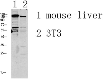 GRIN2D Polyclonal Antibody