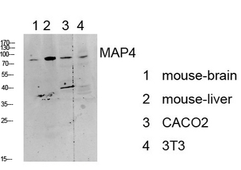 MAP4 Polyclonal Antibody