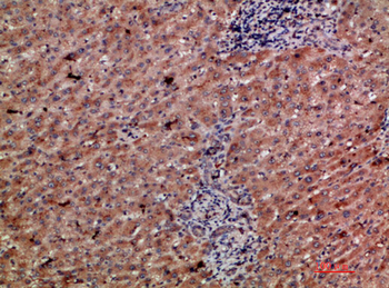 CD303 Polyclonal Antibody