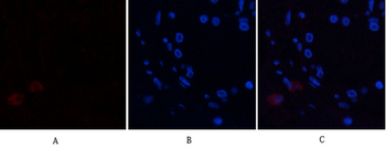 Annexin I Polyclonal Antibody