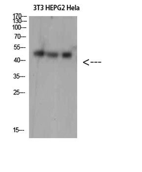 SPOP Polyclonal Antibody