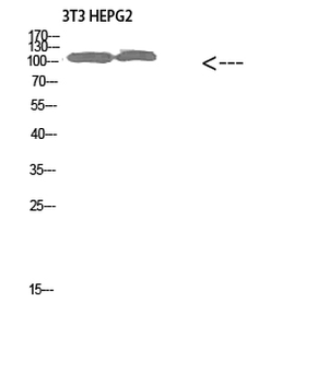 Collagen alpha-1(XXVIII)Polyclonal Antibody