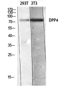 CD26 Polyclonal Antibody