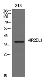 CD158a Polyclonal Antibody