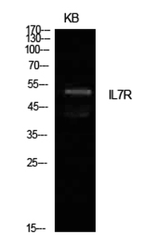 IL-7R Polyclonal Antibody
