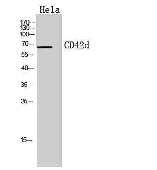 CD42d Polyclonal Antibody