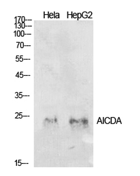 AID Polyclonal Antibody