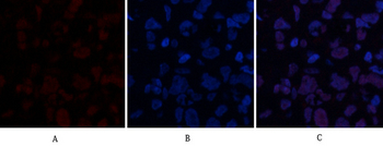 ABCG2 Polyclonal Antibody