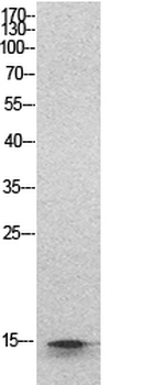 Histone H2B Polyclonal Antibody