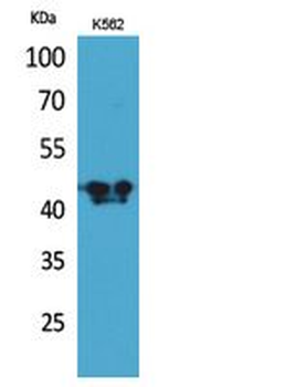 ECA39 Polyclonal Antibody