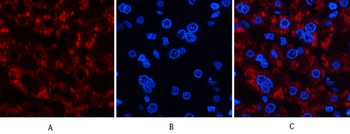 Jagged1 Polyclonal Antibody