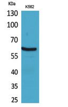 gp91-phox Polyclonal Antibody