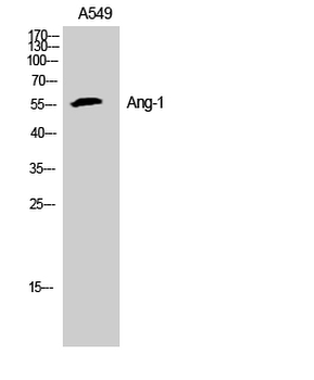 Ang-1 Polyclonal Antibody