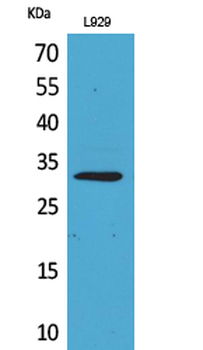 KLF13 Polyclonal Antibody
