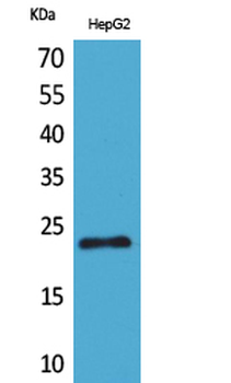 SNAP 23 Polyclonal Antibody