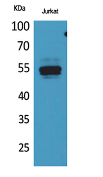 DPP7 Polyclonal Antibody