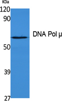 DNA Pol µ Polyclonal Antibody