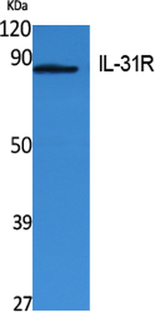 IL-31Rα Polyclonal Antibody