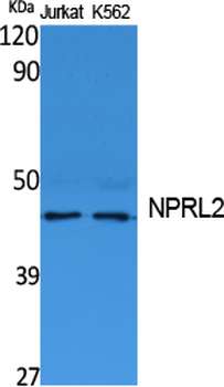 NPRL2 Polyclonal Antibody