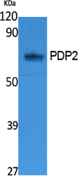 PDP2 Polyclonal Antibody