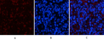 YAP Polyclonal Antibody
