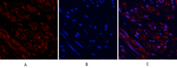Tubulin β Polyclonal Antibody