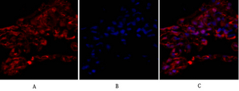 Tubulin α Polyclonal Antibody