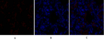 Sox-9 Polyclonal Antibody