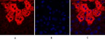 SOCS-1 Polyclonal Antibody