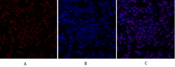 SIRT1 Polyclonal Antibody