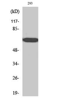 RPAP2 Polyclonal Antibody