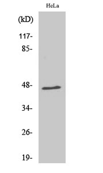 RNF130 Polyclonal Antibody
